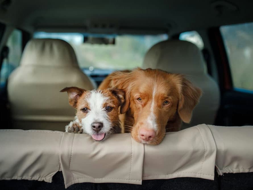 Do Dogs Get Carsick?