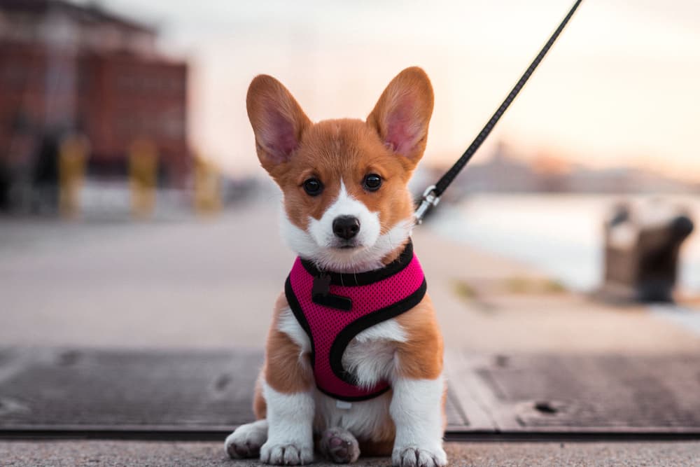 Corgi puppy in Baltimore