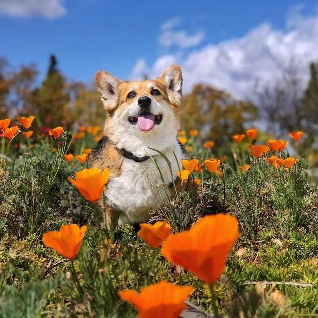Dogs Who Stopped to Smell the Flowers