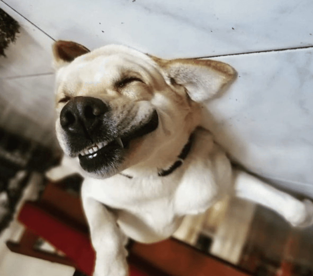 The Funniest Dog Faces On The Internet