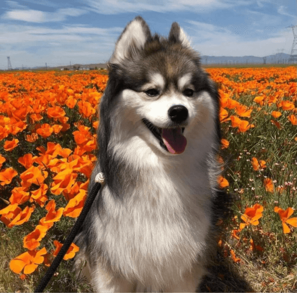 Dog Modeling: Does Your Pup Have What It Takes?