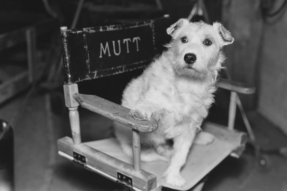 dog movie stars