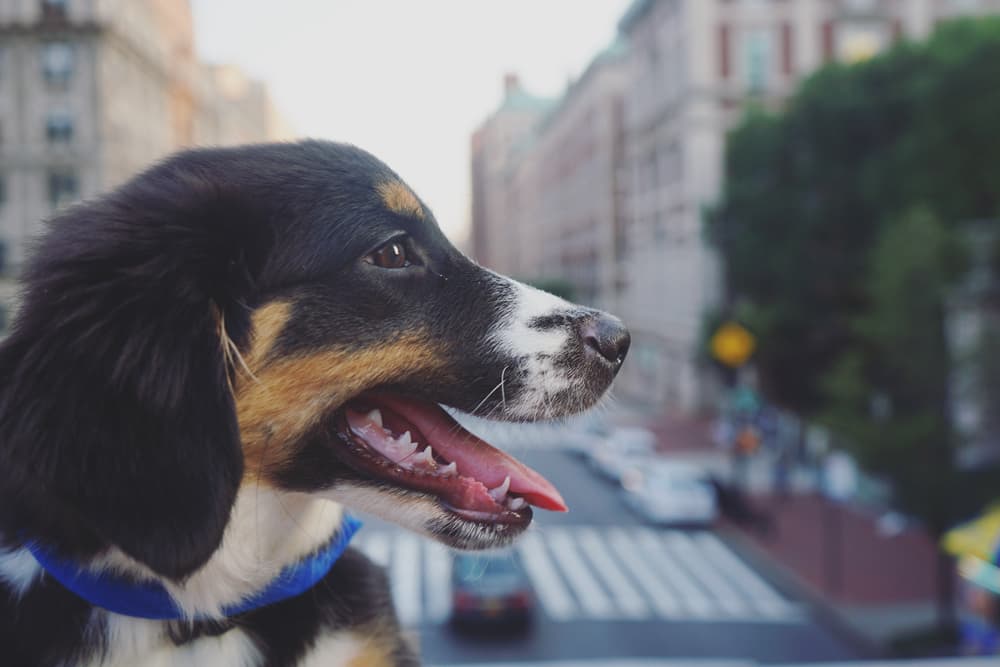 dog-daycare-in-nyc