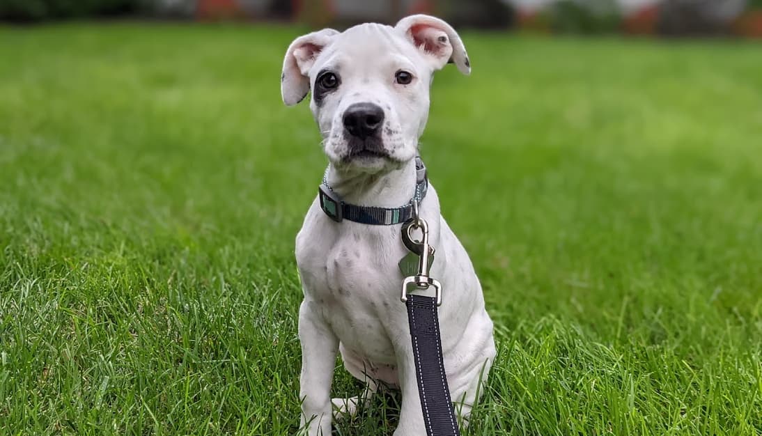 foster puppy Jazzy