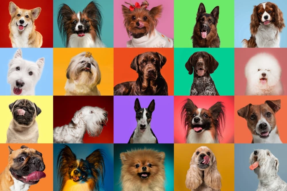 dog breed photos