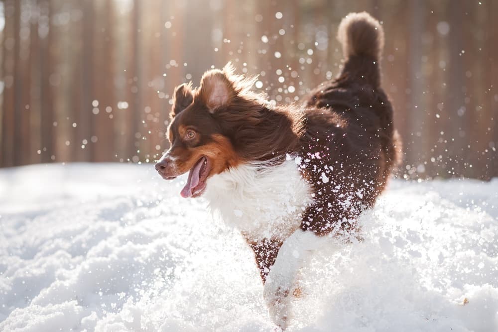 dog playing in snow