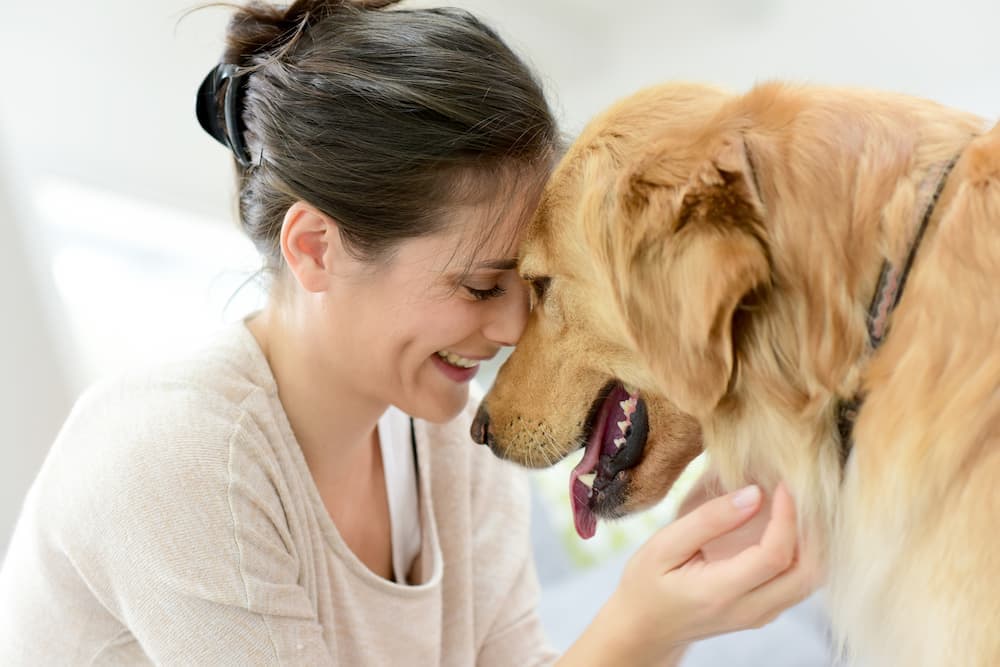 golden retriever dog mom