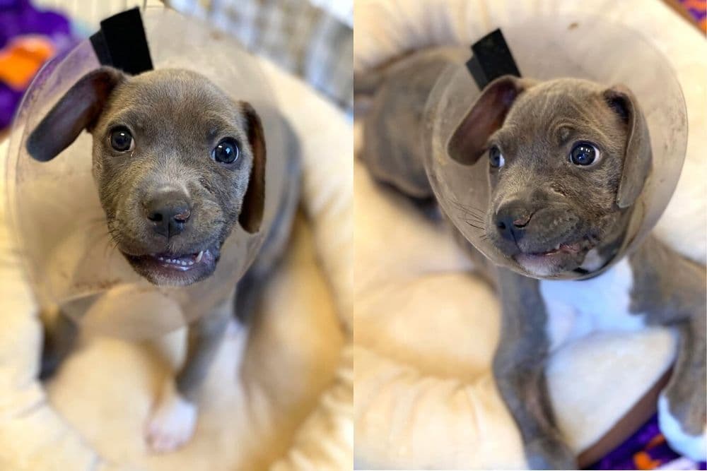 Eloise the puppy