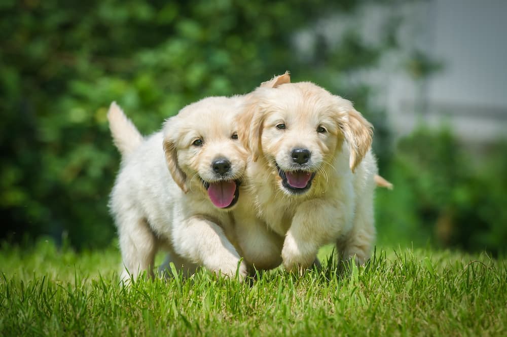 two cute puppies for puppy puns