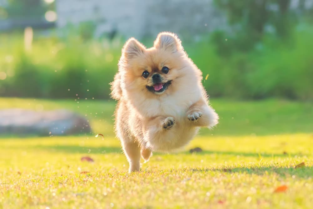 Sweet little pup running in a field