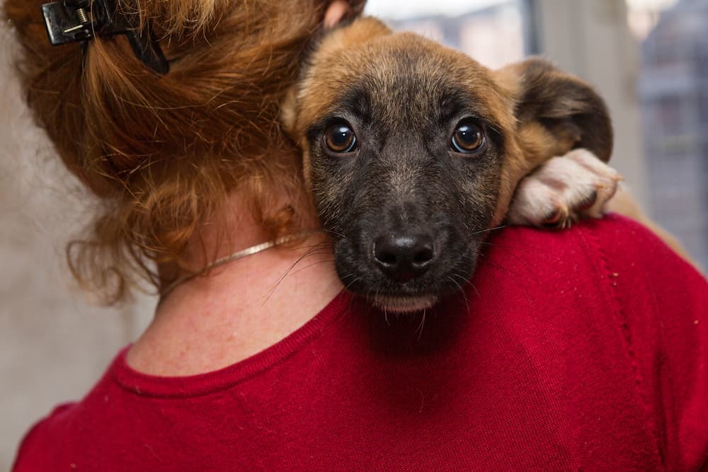 In a perfect world, every home would have a rescue dog.