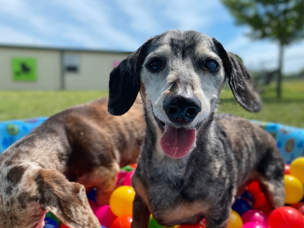 Best Old Dog Quotes