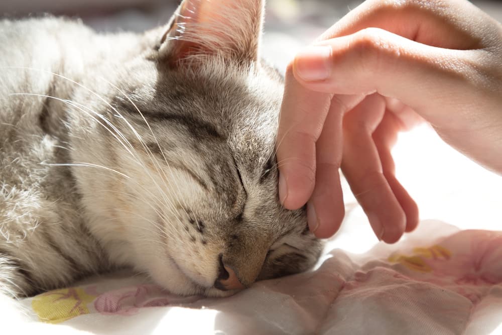 28 Loss of a Cat Quotes to Commemorate Passed Pets