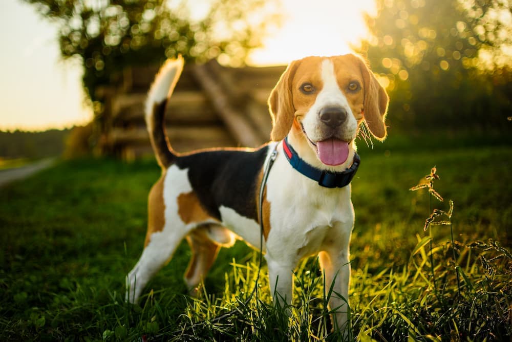 Beagle pup looks at camera