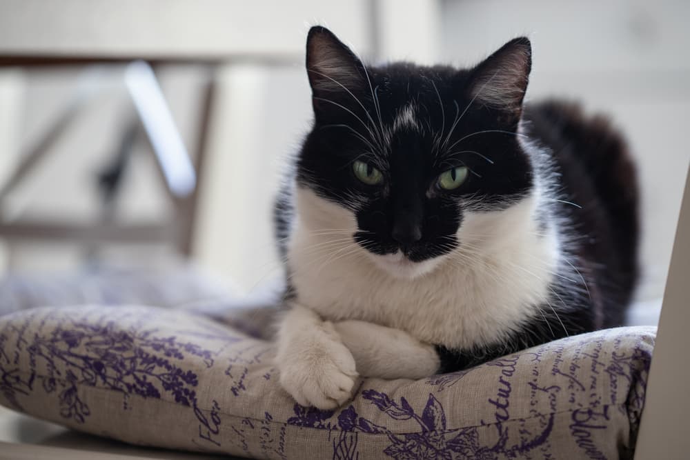 Cat laying on top of pillow