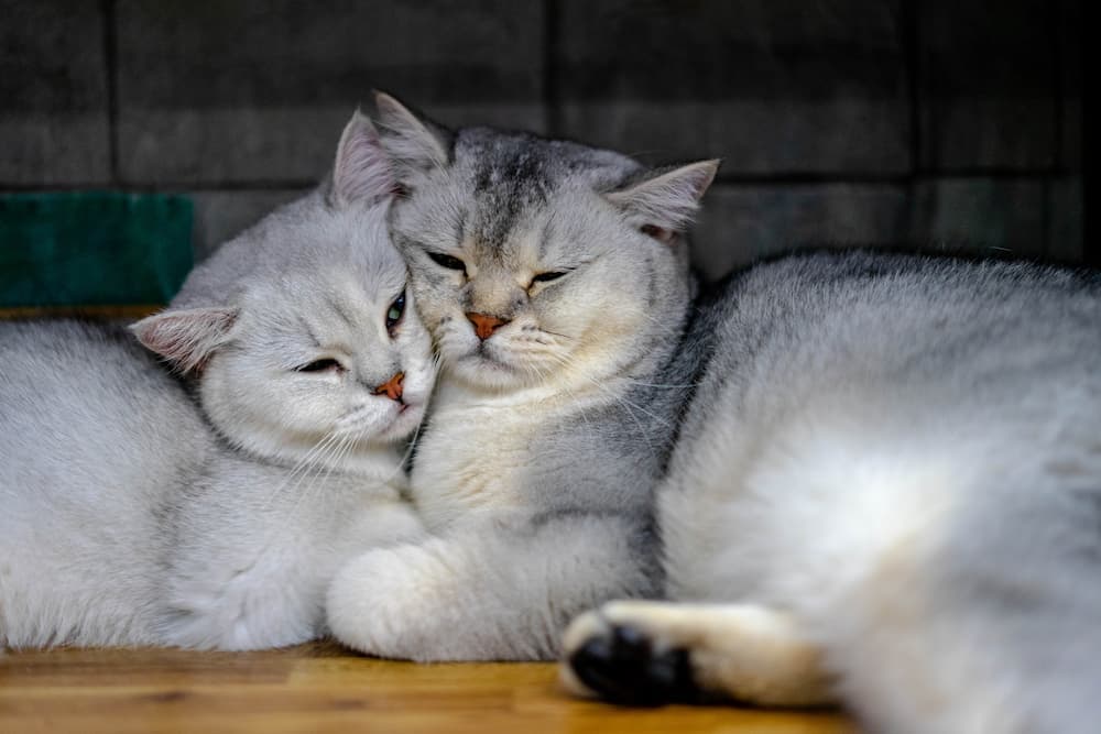 cats cuddling close