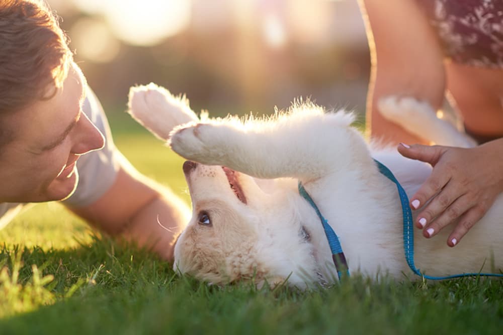 pet parent quiz