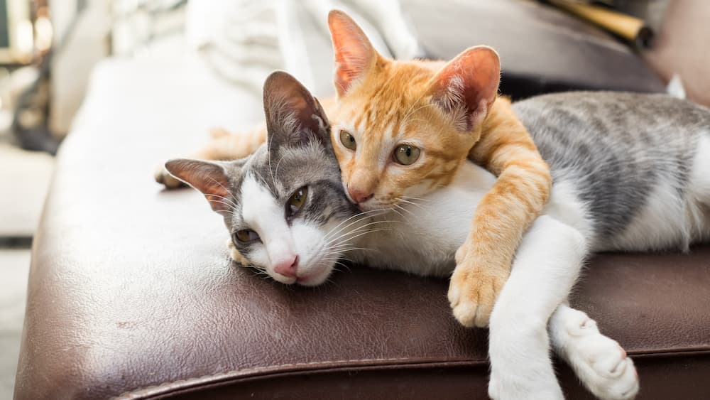 curled up cats looking pretty