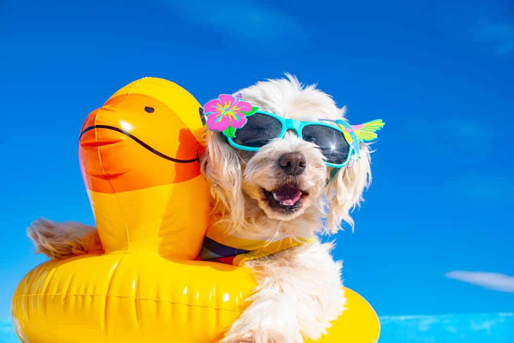 white dog with sunglasses and inflatable duck float