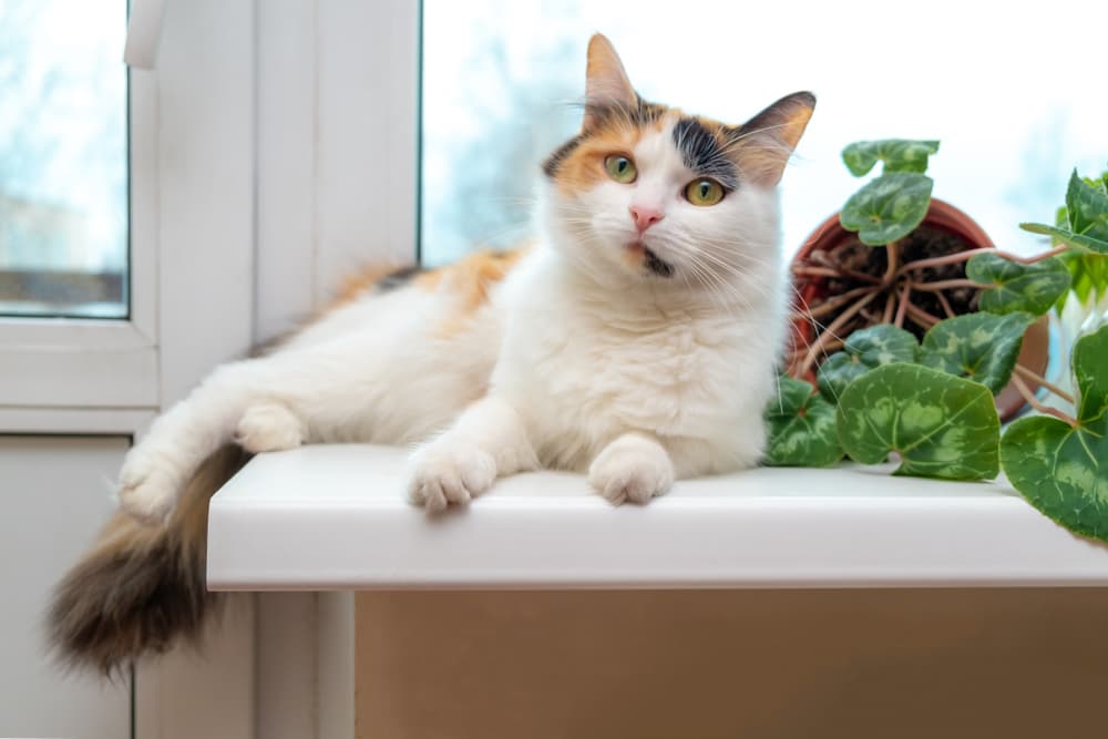 Why Do Cats Knock Things Over?