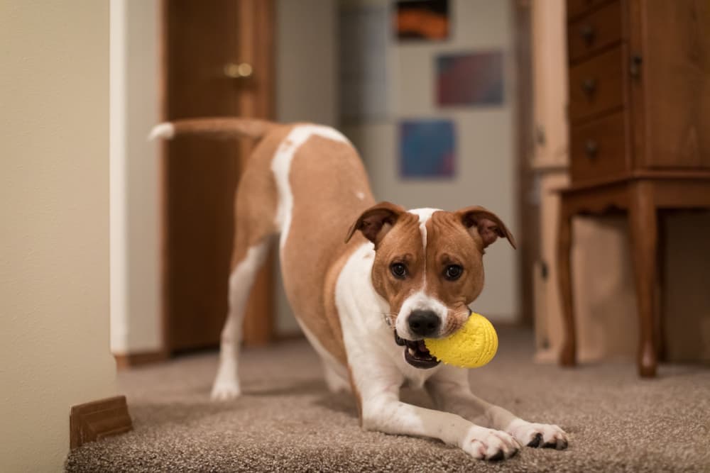 6 Indoor Dog Enrichment Ideas for Rainy Days