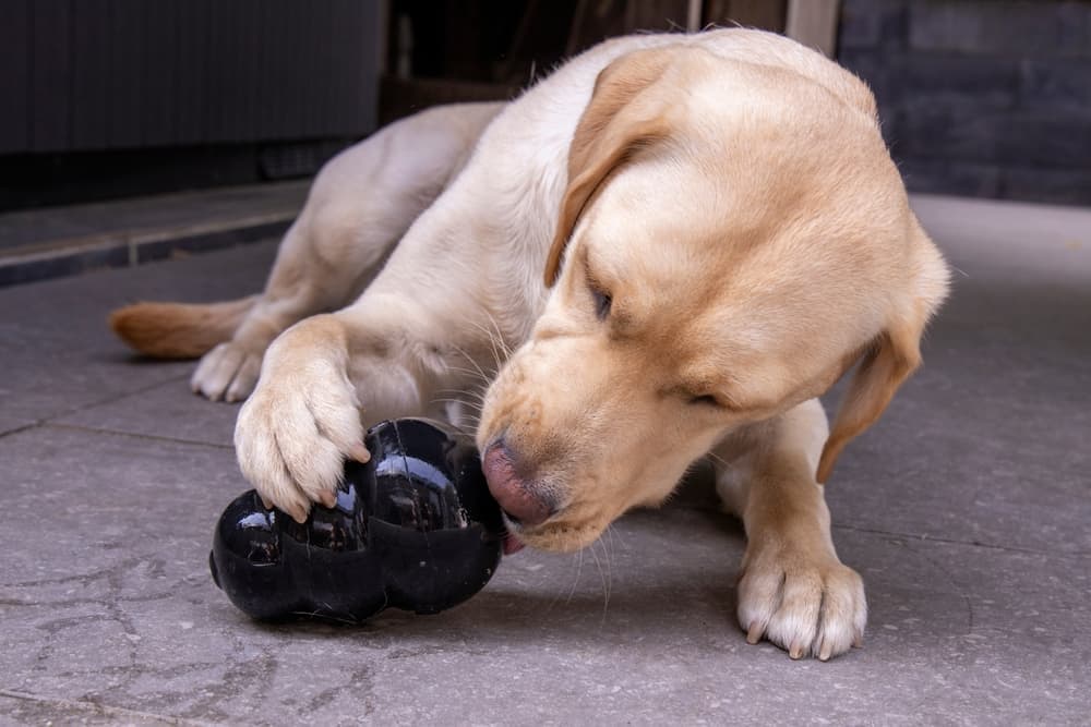 What to Put in a Kong: 4 Fun and Tasty Ideas