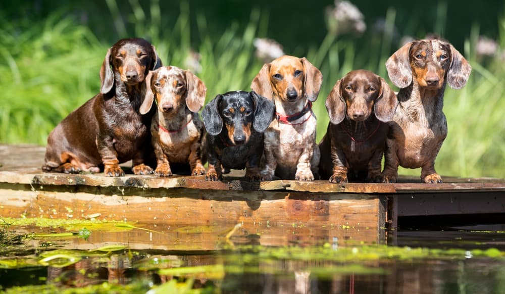 8 Best Dachshund Rescues in the U.S.