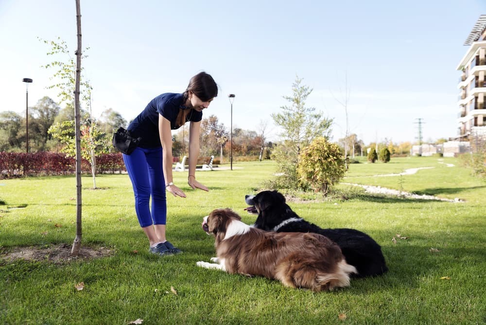 24 Best Dog Training Quotes to Inspire Progress